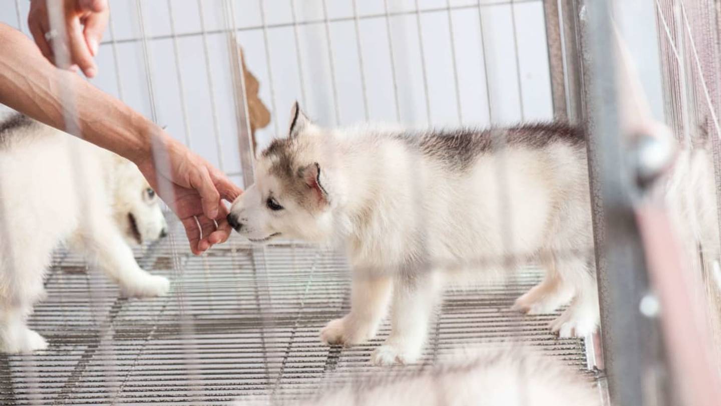 Pet Store Puppies Are Making Humans Sick, Says CDC