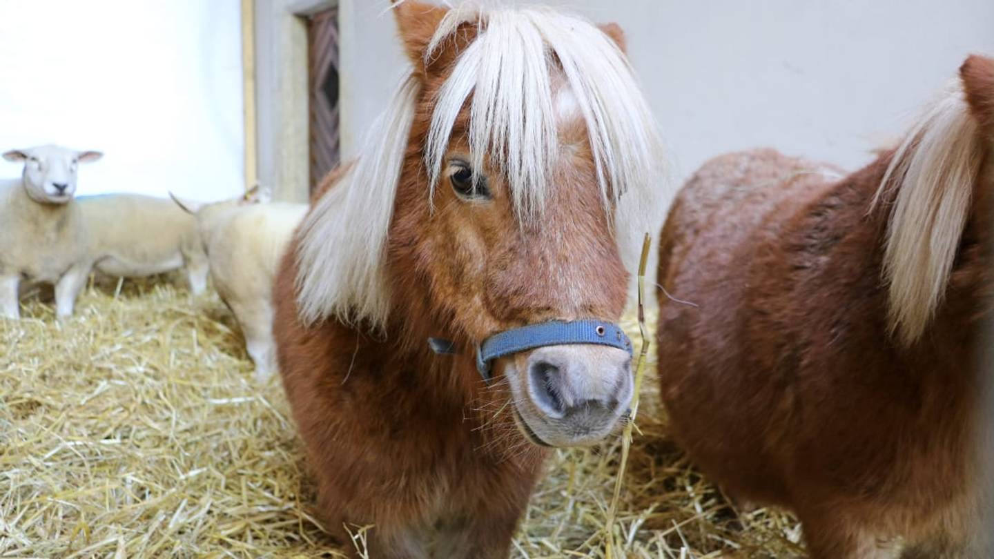 Miniature Horses Now Included on the List of Service Animals Airlines Must Allow to Fly