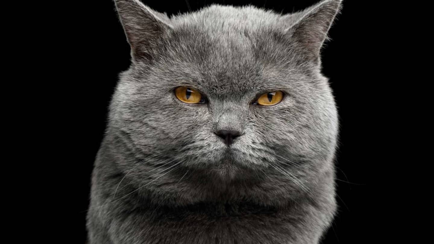 Cinderblock the Fat Cat Charms the Internet With Lazy Workout Routine