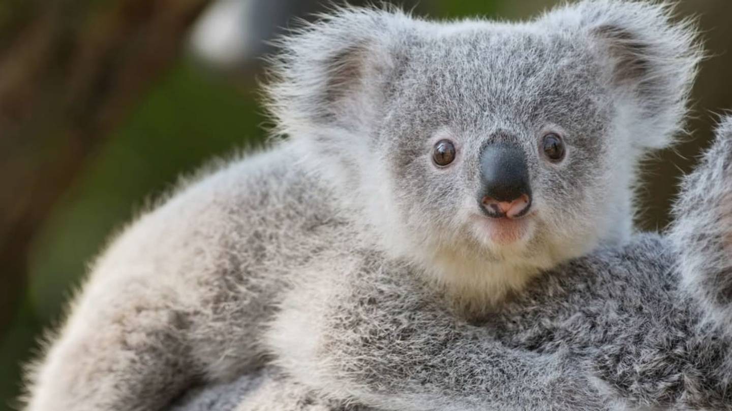 Koalas Have Fingerprints That Are Nearly Indistinguishable From Ours