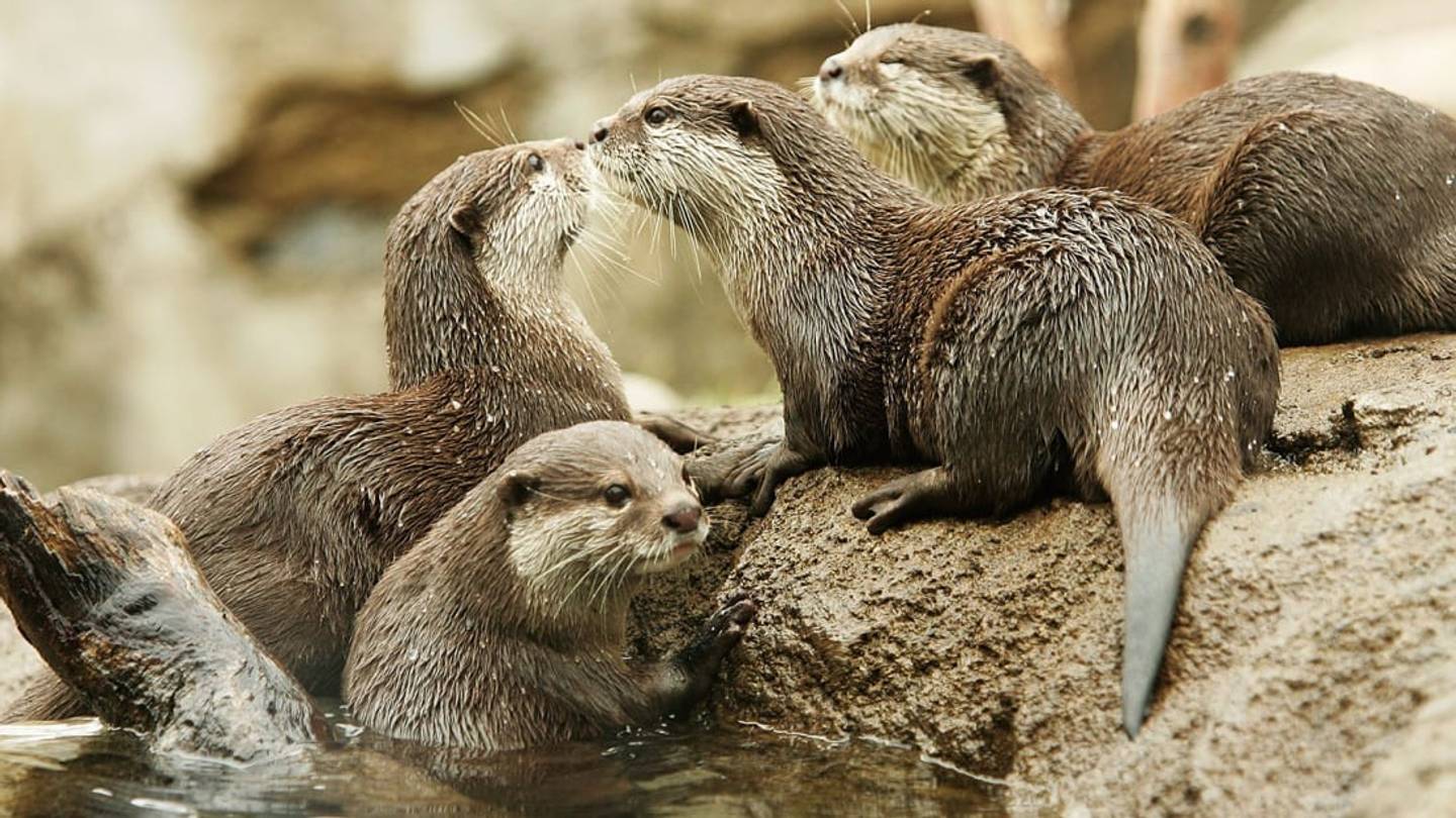 Where Swimming With Otters Brings Peace and Healing to Kids (and Adults)