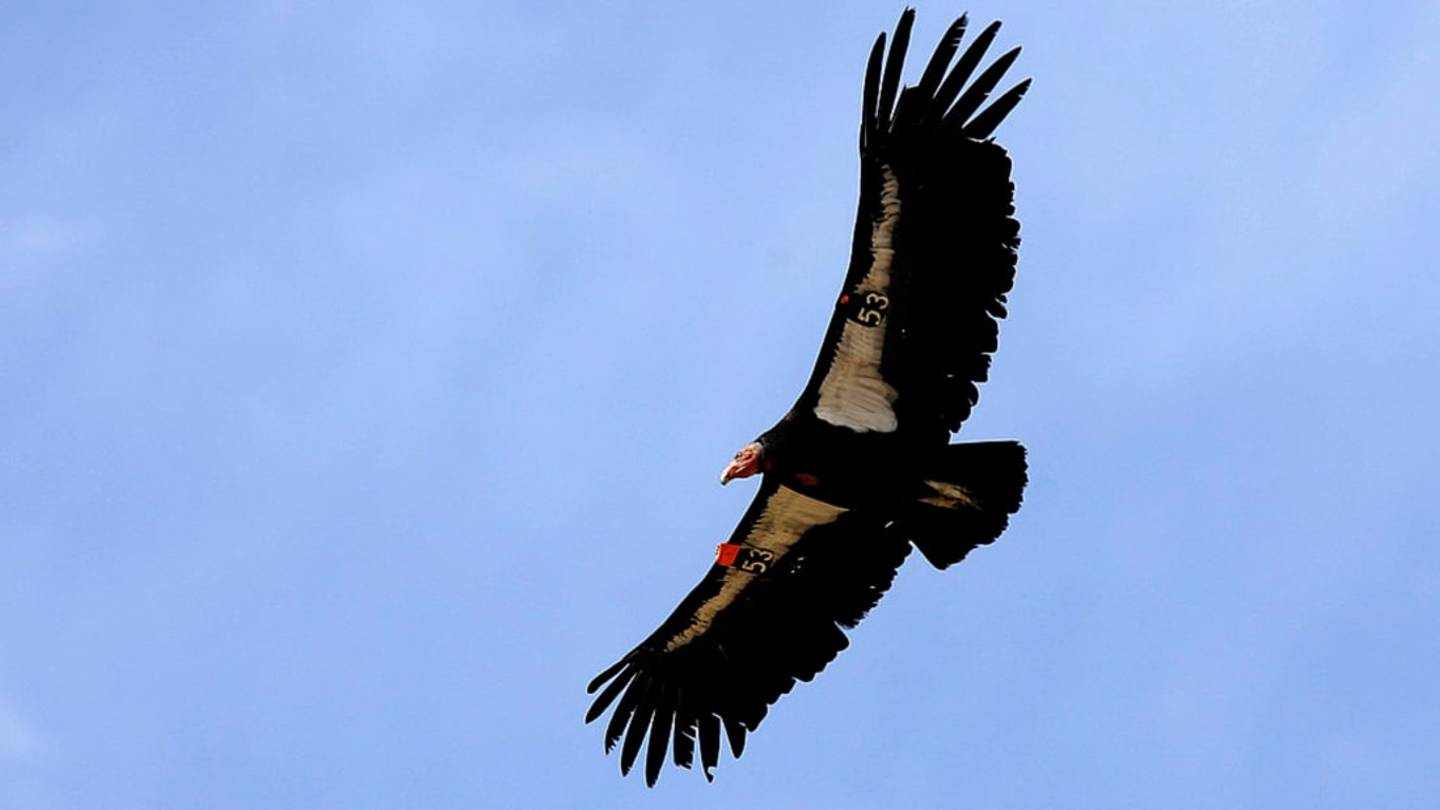 California Condors Will Be Reintroduced to the Wild