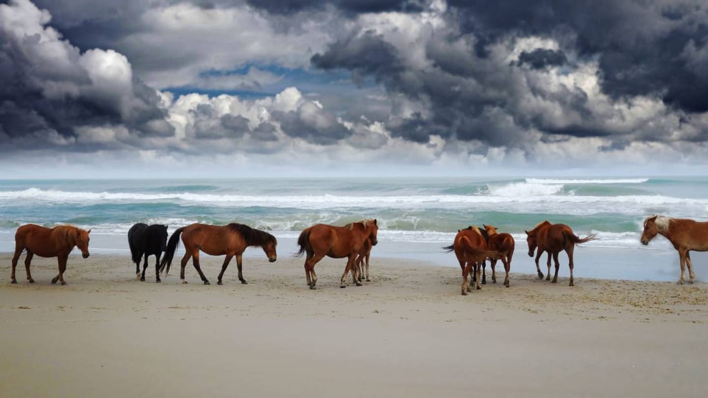 How the Wild Horses of North Carolinaâs Outer Banks Have Survived 500 Years of Hurricanes