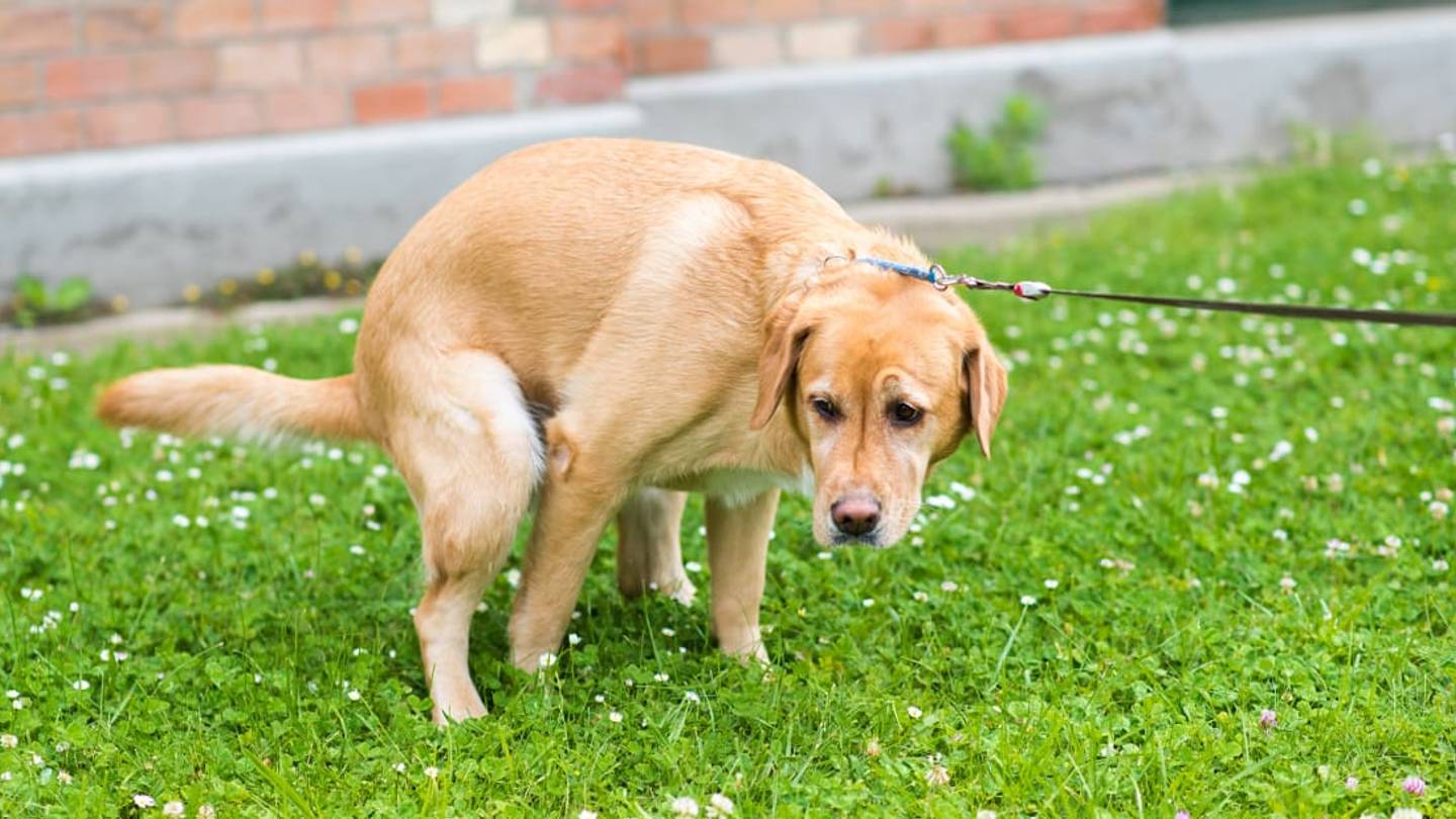 Careful Where You StepâThese 20 Cities Have the Most Dog Poop