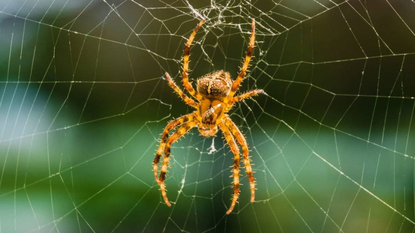 Study Finds Spiders Are Victorious in Battles Against Snakes