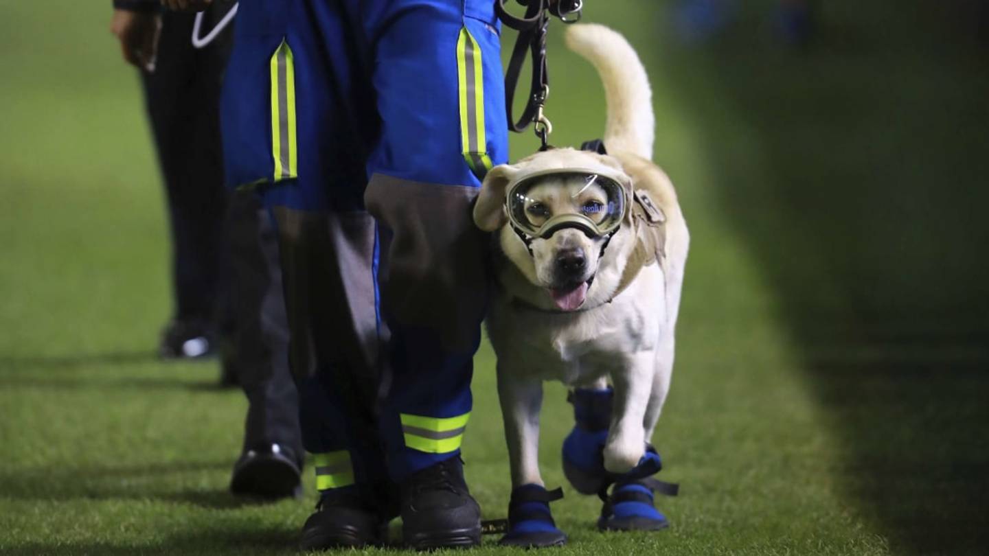 8 of the Best Dogs of the Decade