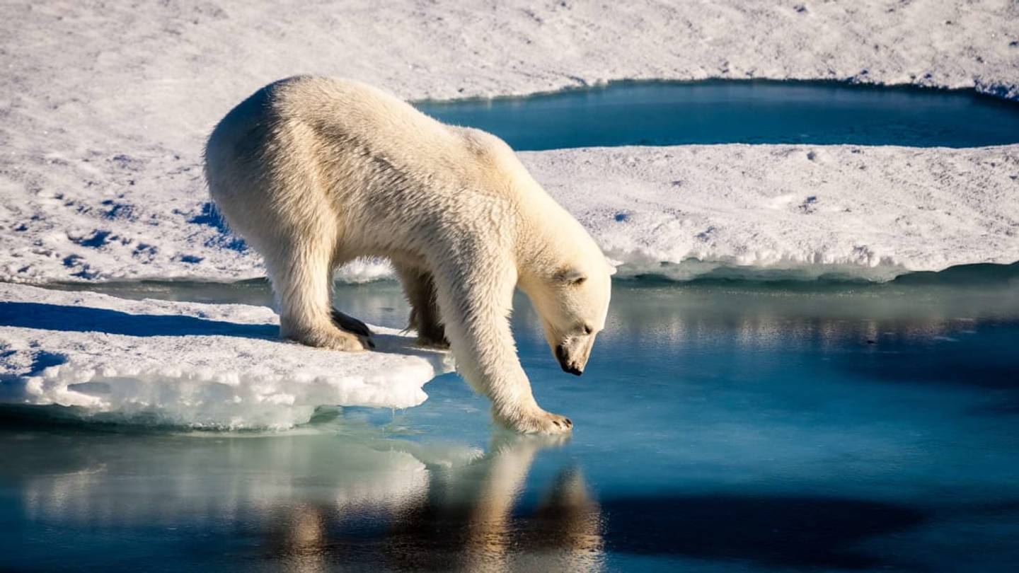 Ryrkaypiy, Russia, Is Being Overrun By Hungry Polar Bears