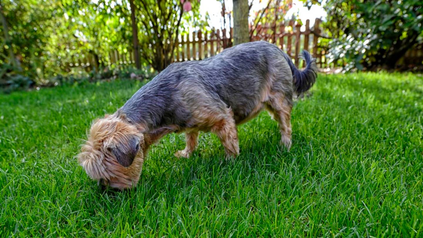 Need Help Cleaning Up the Dog Poop in Your Yard? Thereâs an App for That