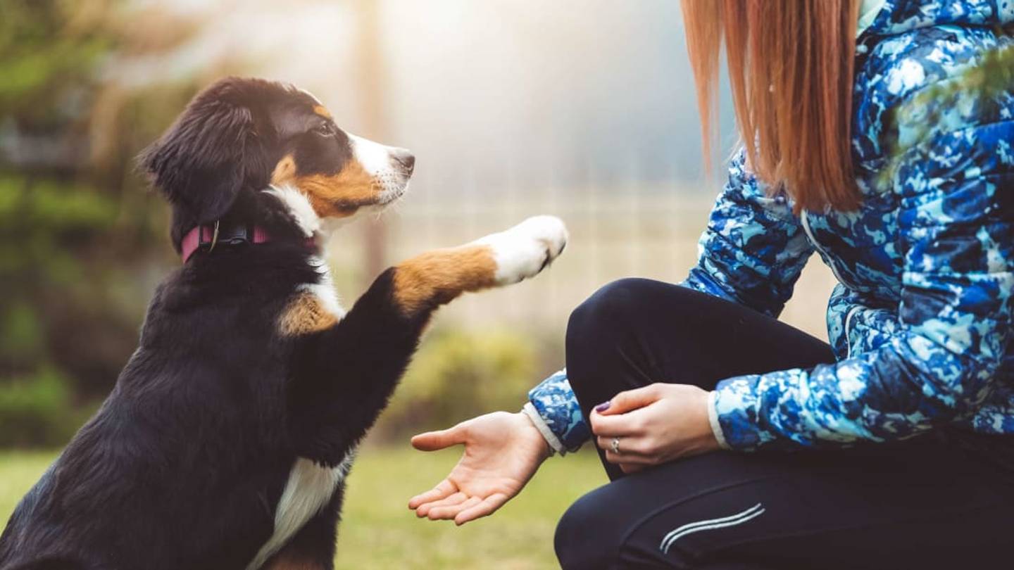What a Puppy's Paws Can Tell You About Its Adult Size