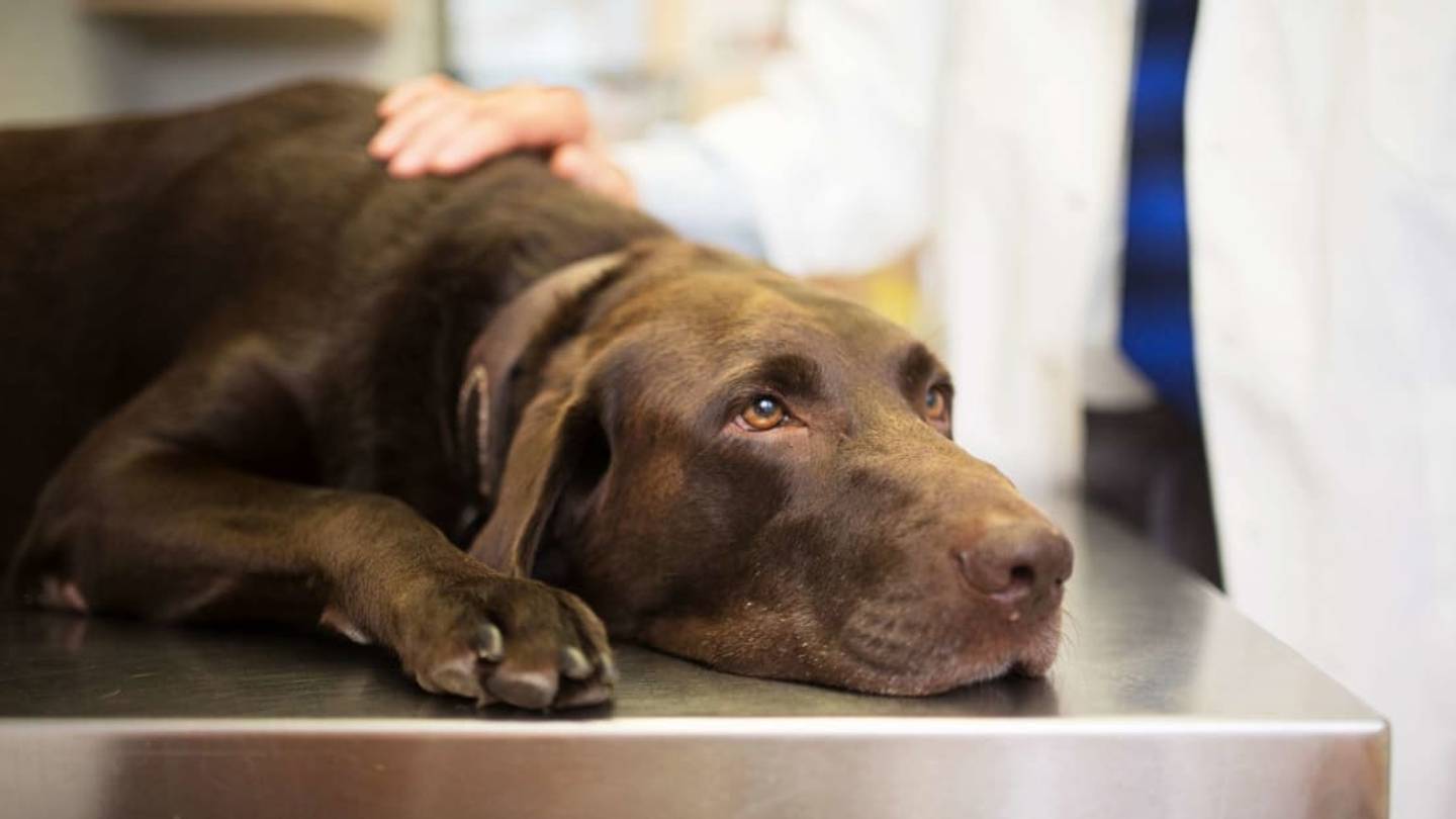Dogs Can Donate Blood to Save the Lives of Their Fellow Canines, Too