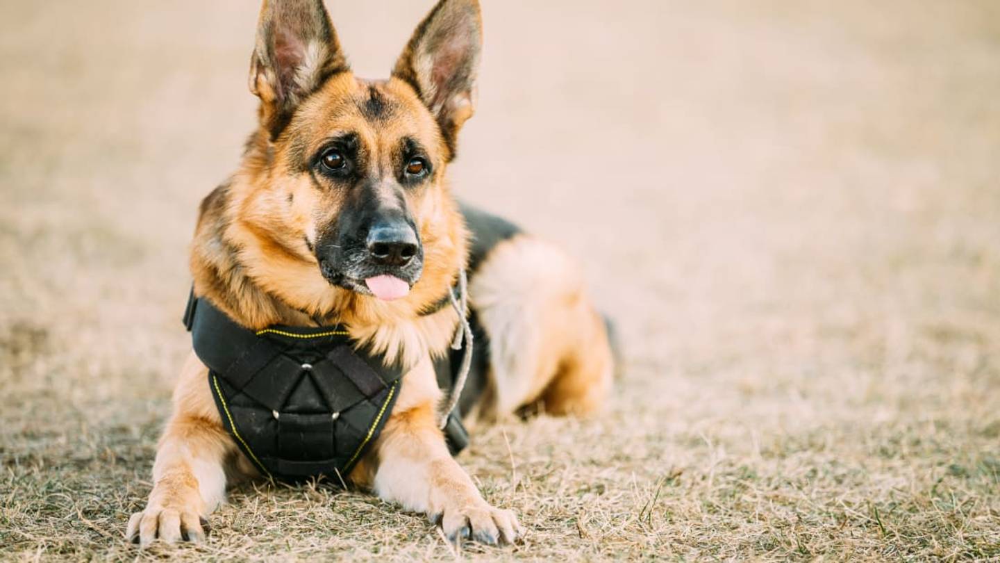Military Working Dogs Honored With New USPS Forever Stamps