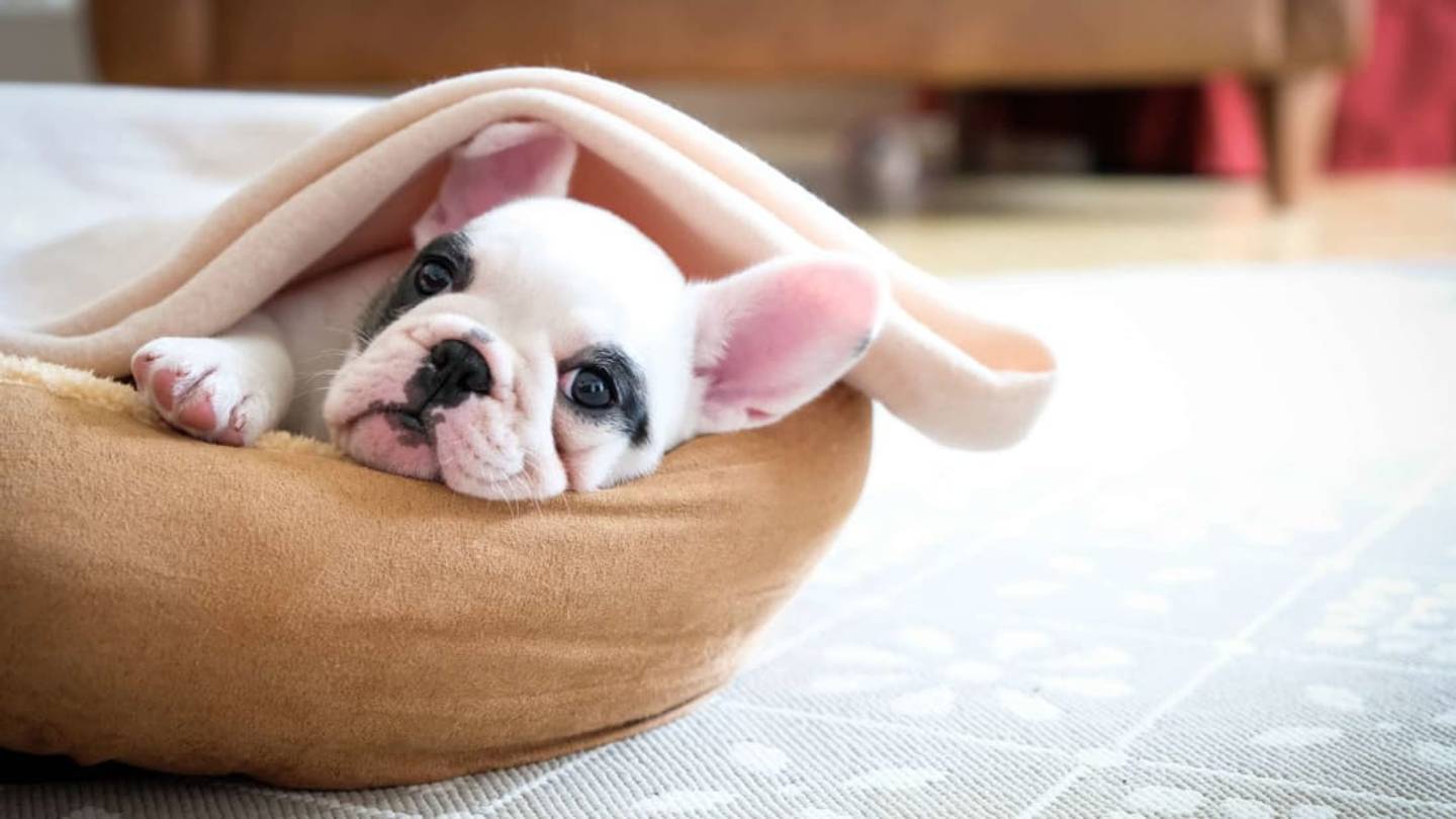The 10 Most Popular Dog Breeds in America