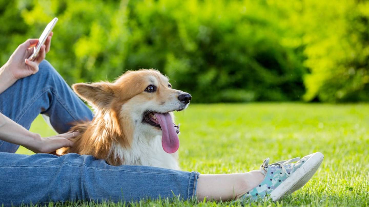 This "Dating Website" for Adoptable Pets Matches You With the Perfect Rescue Dog