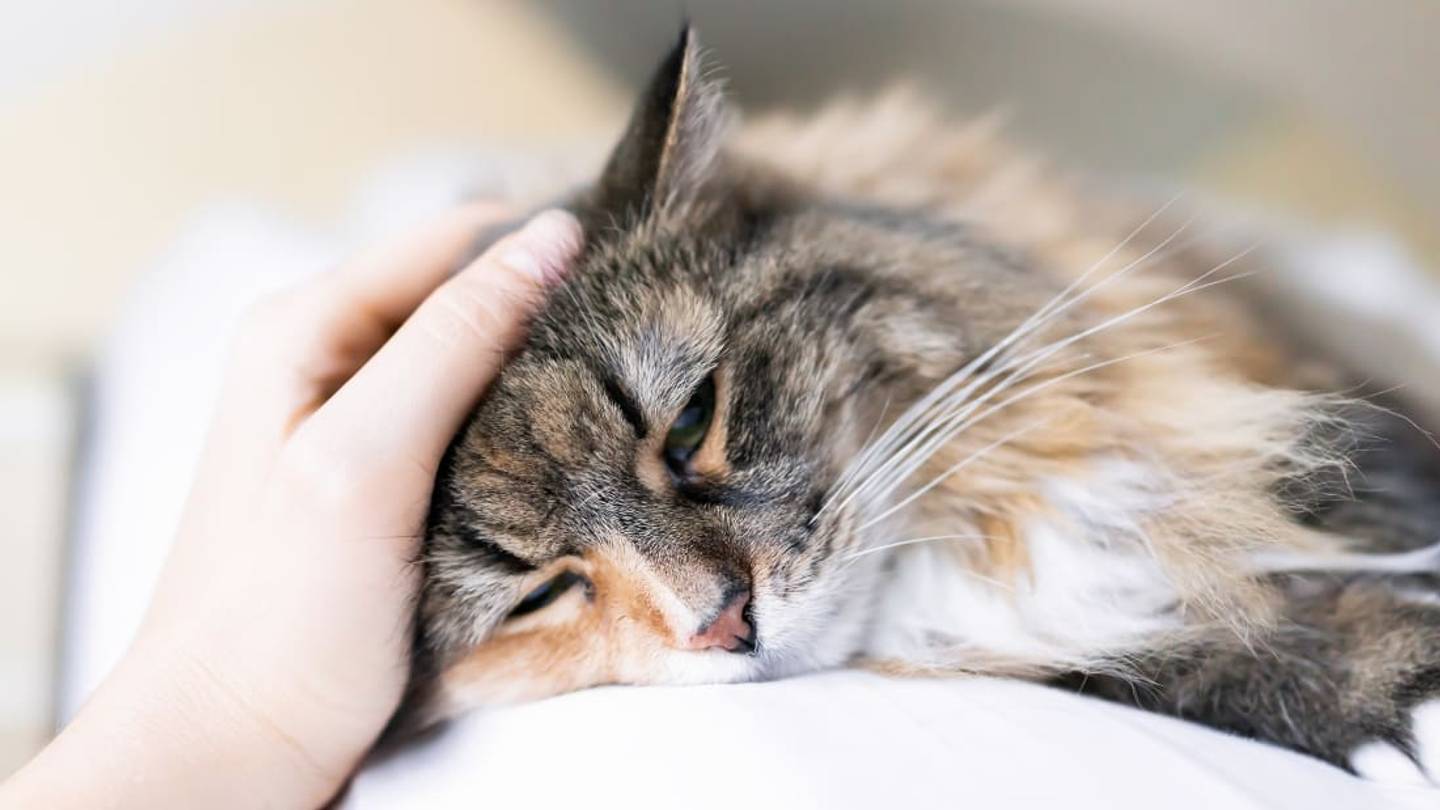 The Best Way to Pet a Cat, According to an Expert