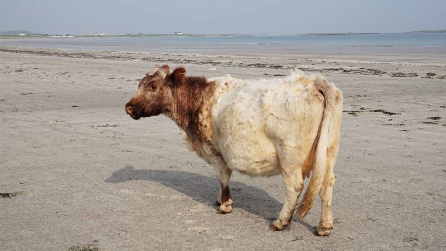 Three Cows Carried Away by Hurricane Dorian Turn Up Five Miles From Their Home