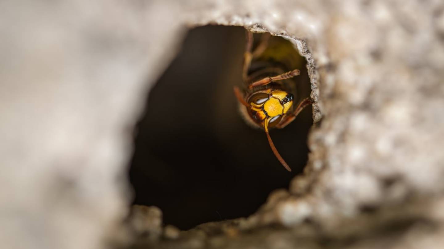 Wasps Are Living Through Winter and Building 'Super Nests' in Alabama
