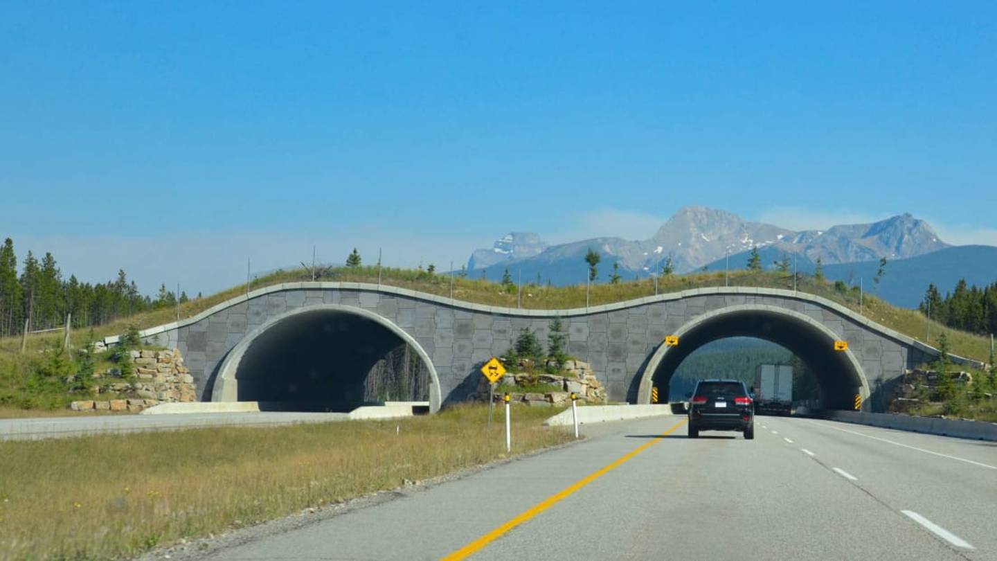 7 Animal Crossings Around the World