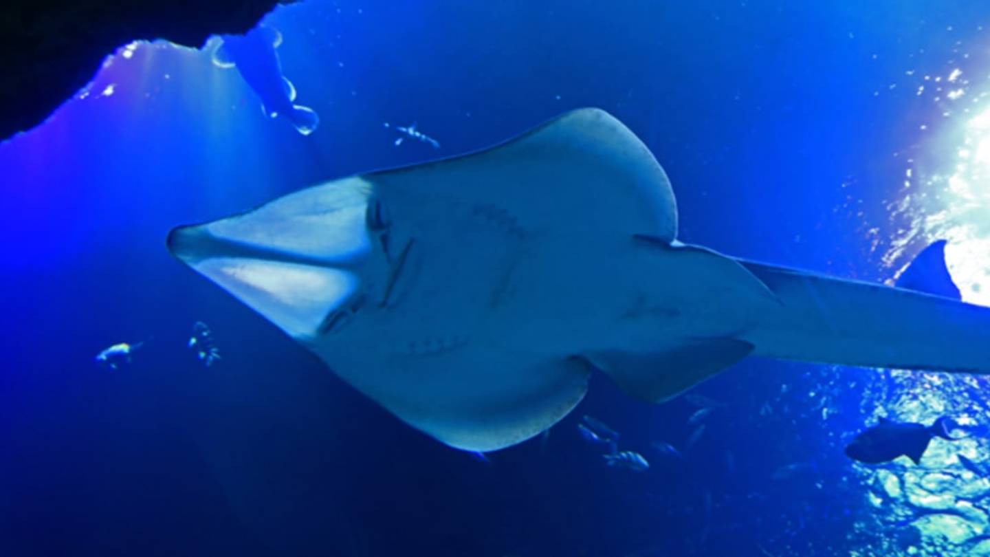This Guitar-Shaped Fish Rocks Retractable Eyes