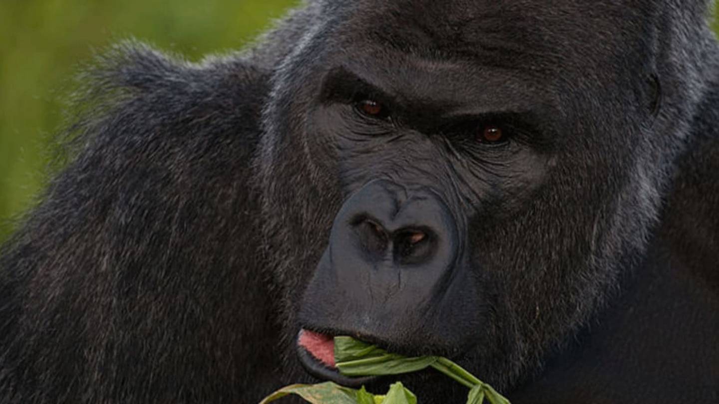 Gorillas Hum Happy Tunes While They Eat, New Research Finds