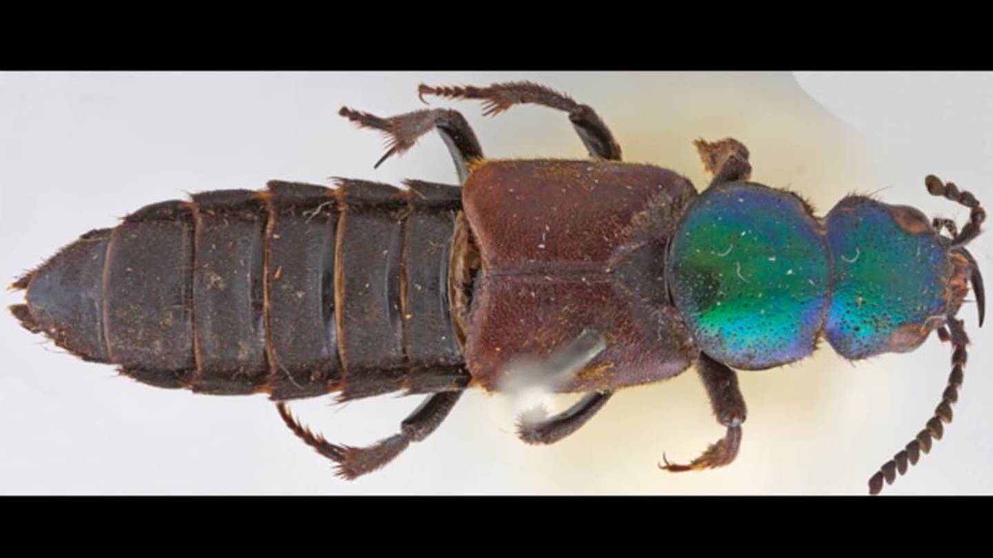 Darwin's Beetle, Lost and Found