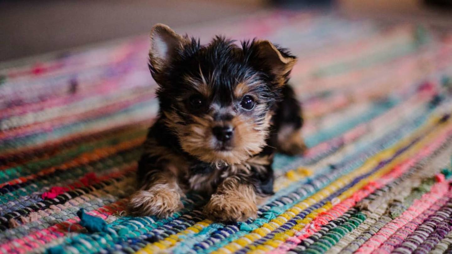 America's Most Popular Pet Names of the Past 100 Years
