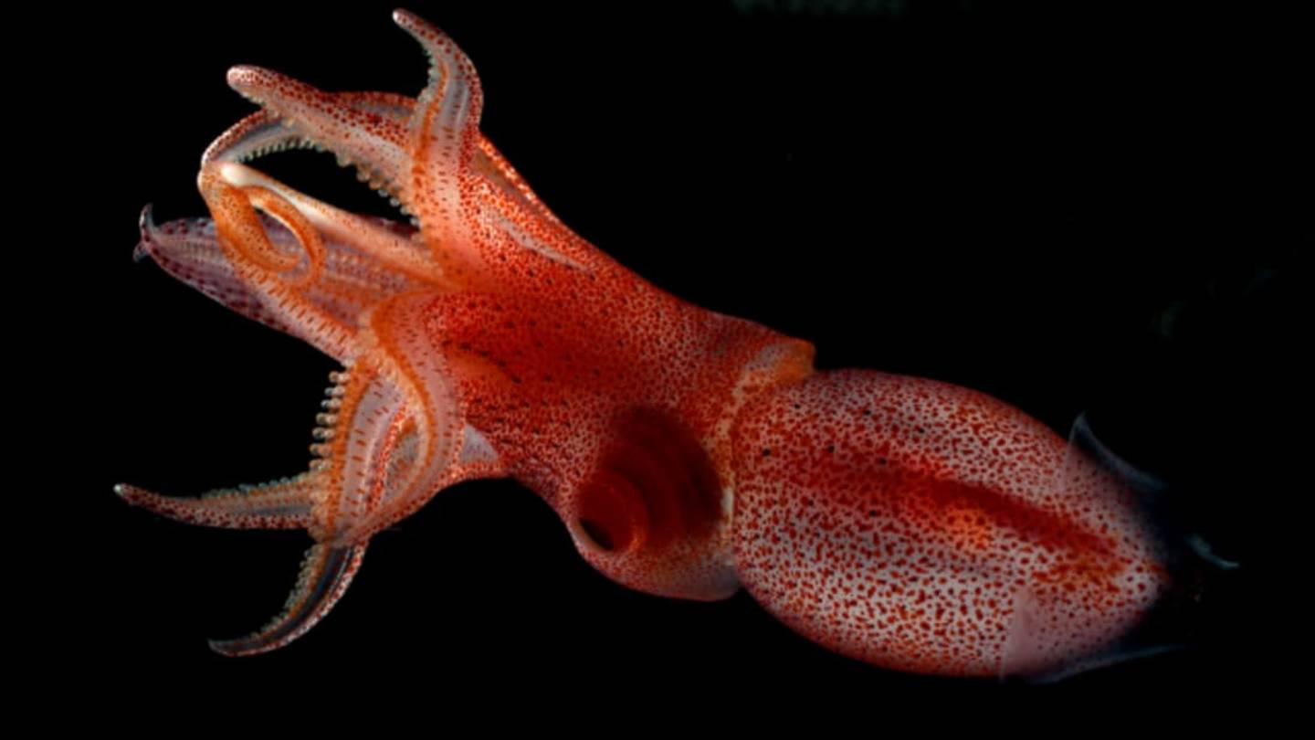 The Strange Logic of the Strawberry Squidâs Lopsided Eyes