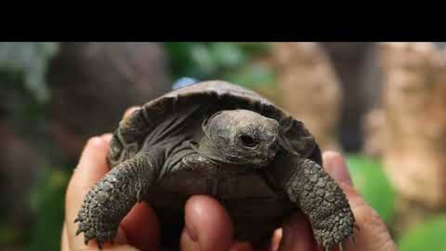 97-Year-Old GalÃ¡pagos Tortoise Breaks Record as First-Time Mom
