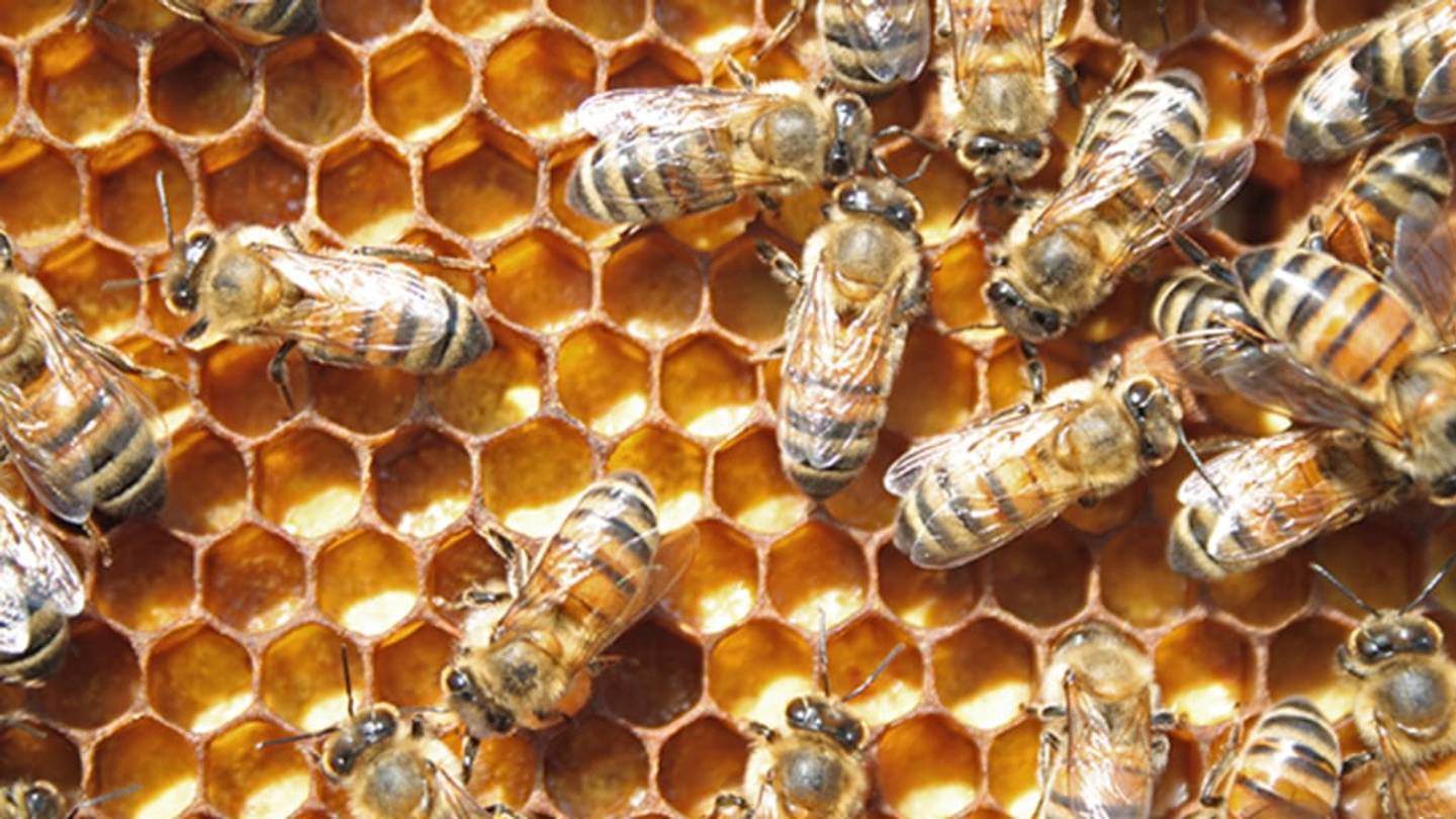 Study Figures Out Why Queen Bees Become Queens