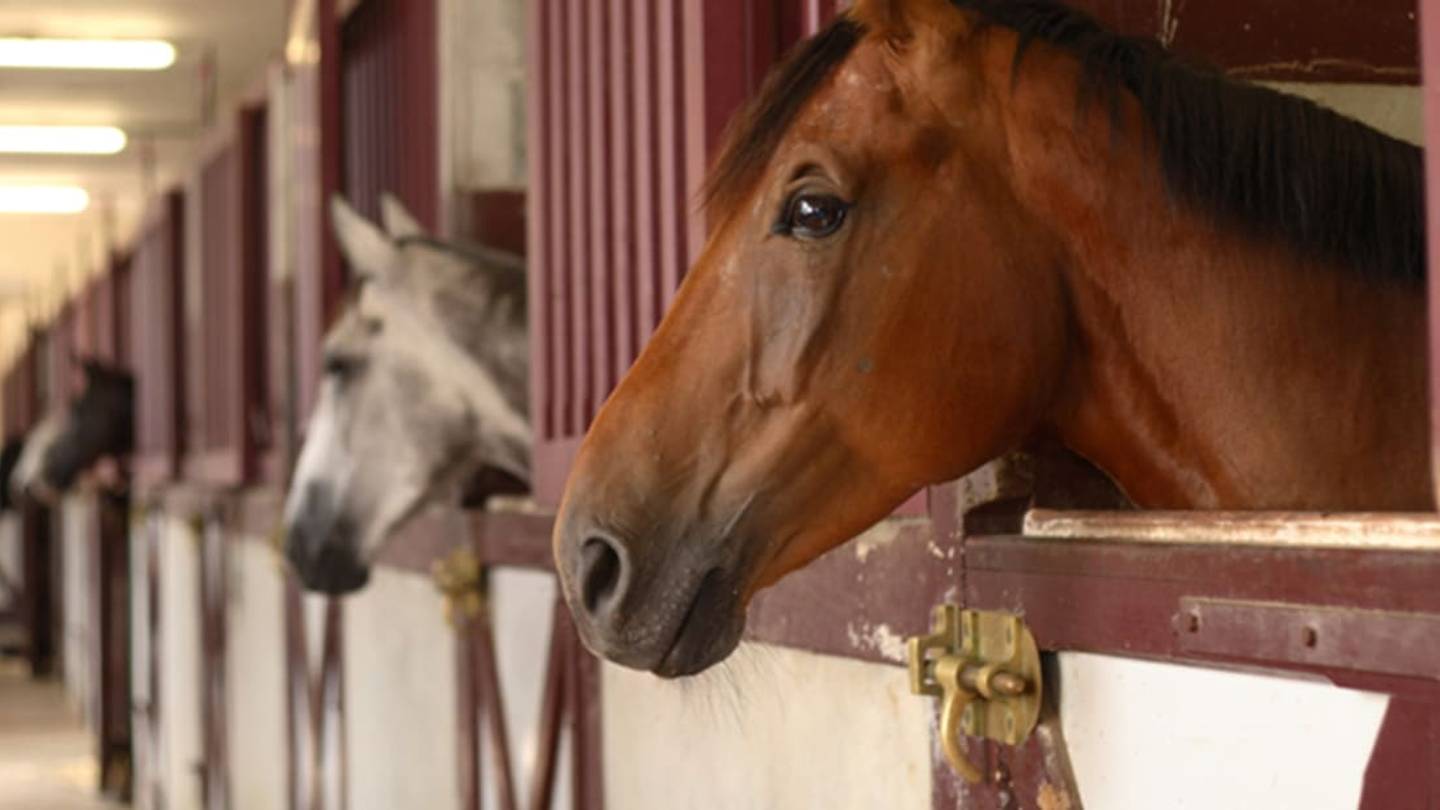 A Scientific Catalog of Horsesâ Facial Expressions
