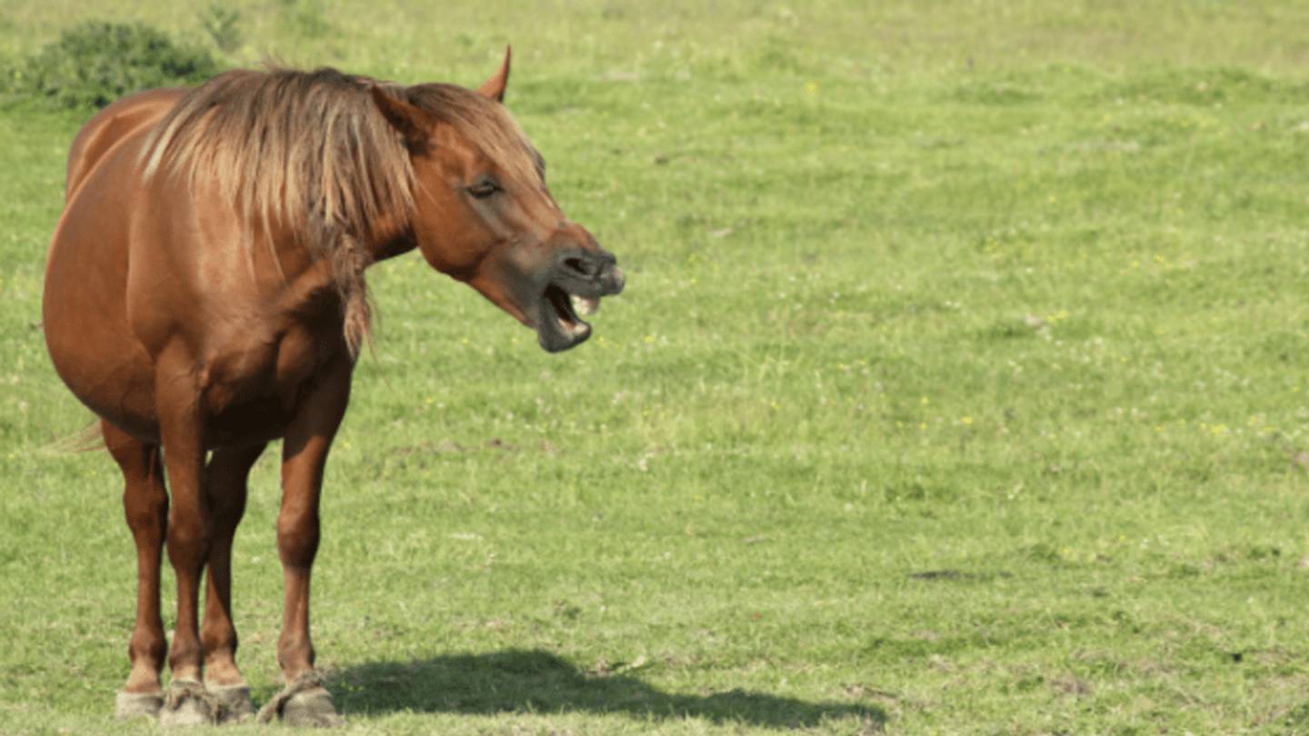 Horses Whinny in Two Different Frequencies to Convey Emotion