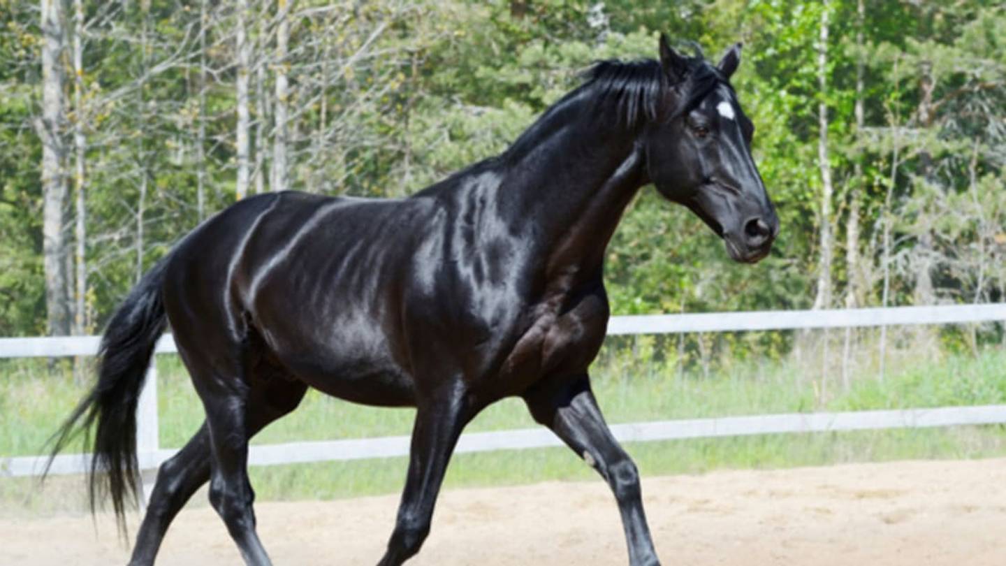 How to Ride a Horse Bareback