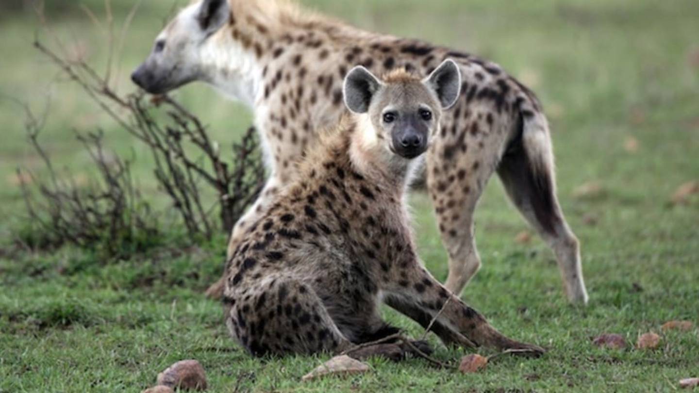 12 Wild Facts About Hyenas