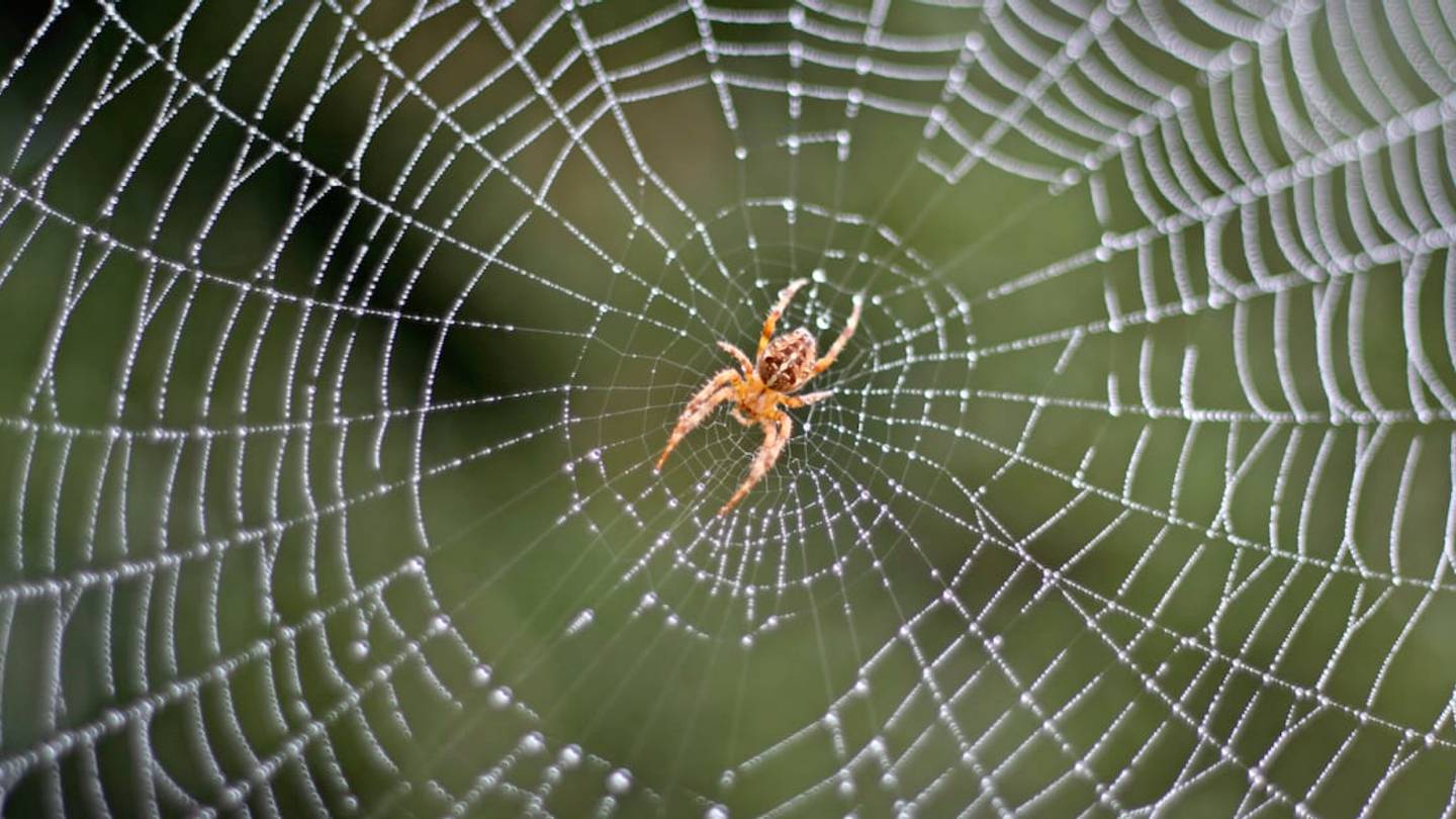 8 Ways Spiders Are Creepily Clever