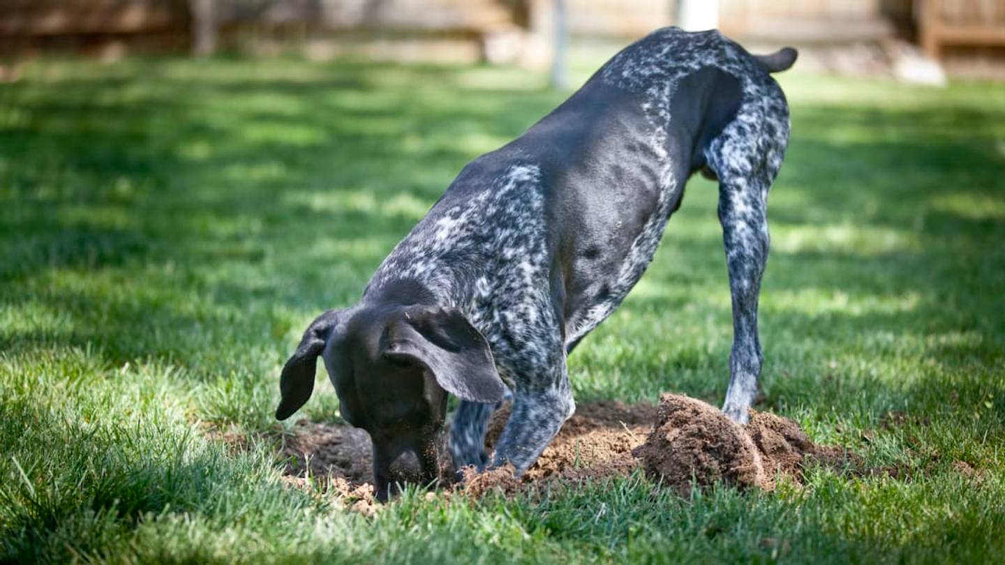 Why Do Dogs Love to Dig?