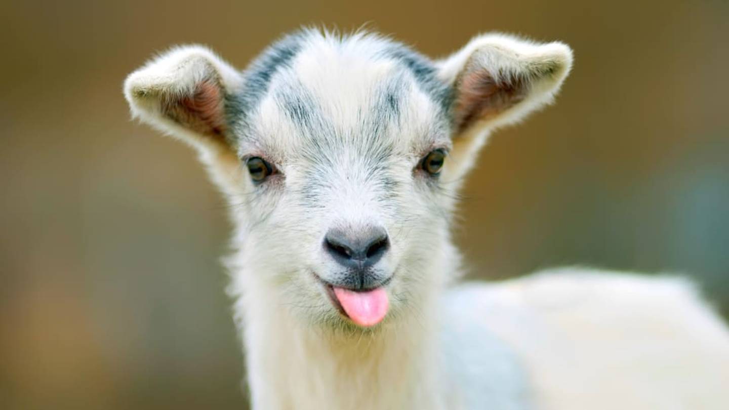 15 Amazing Things You Probably Didnât Know About Goats