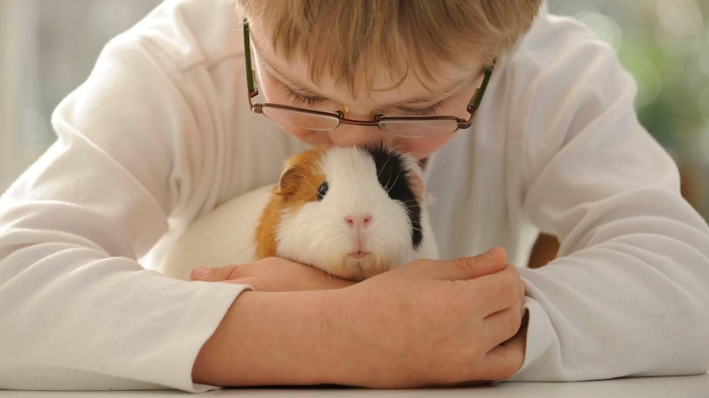 Itâs Illegal to Own Only One Guinea Pig in Switzerland