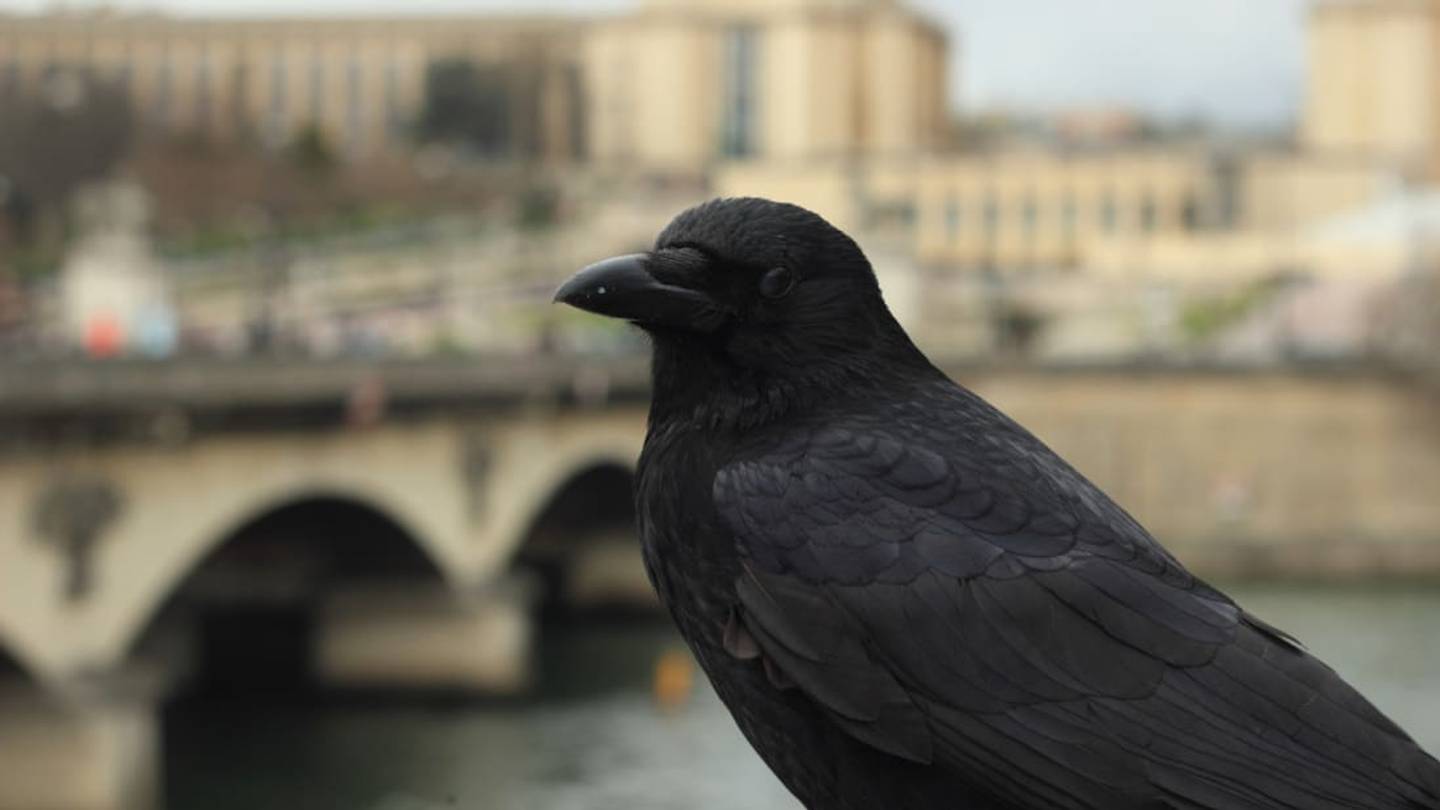 A Dutch Startup Wants to Train Crows to Pick Up Cigarette Butts