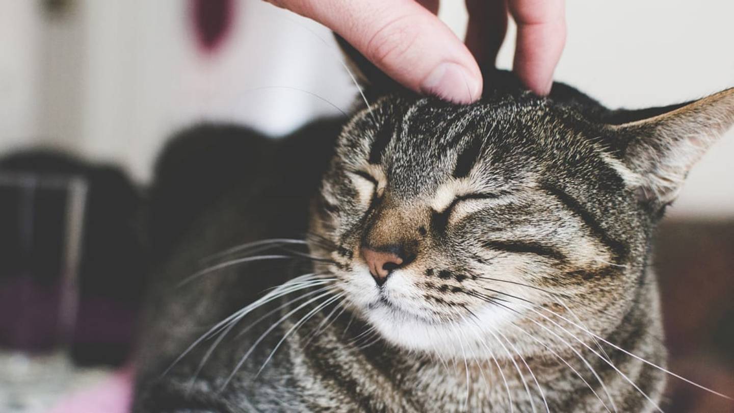 Rest Assured: Your Cat Really Does Like You