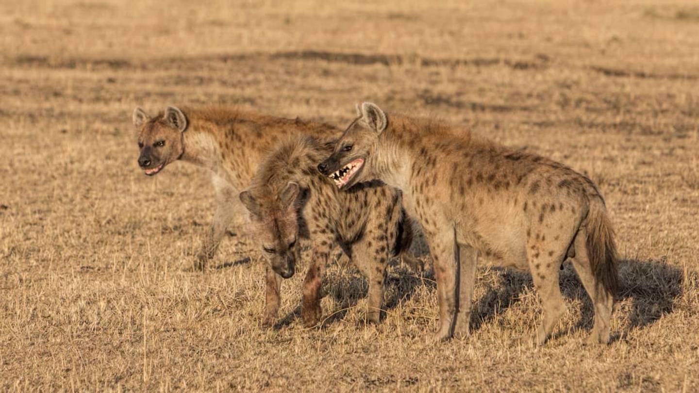Why Male Hyenas Have It Worse Than Females
