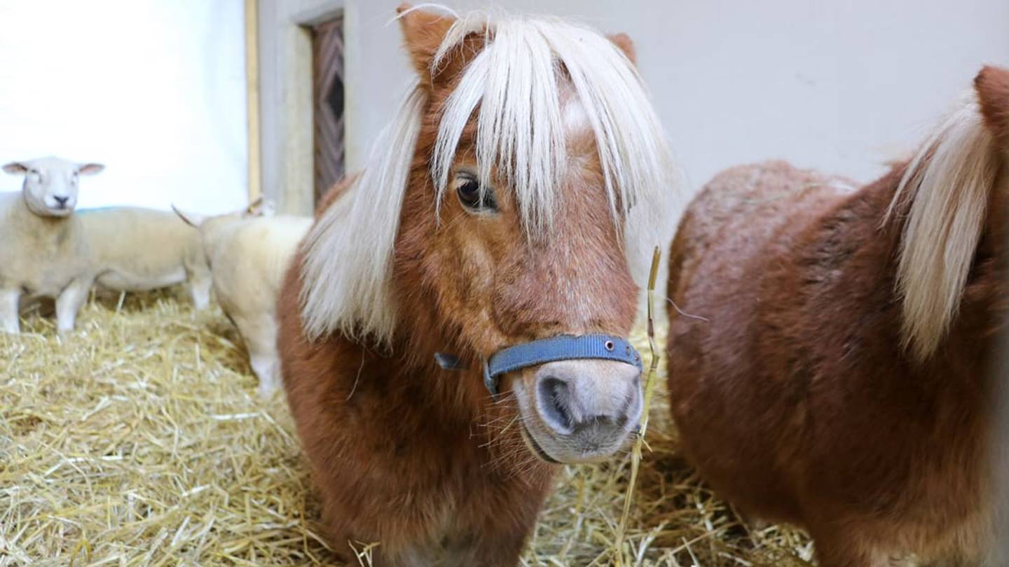 Anxious Travelers Can Play with Mini Horses at Kentucky Airport