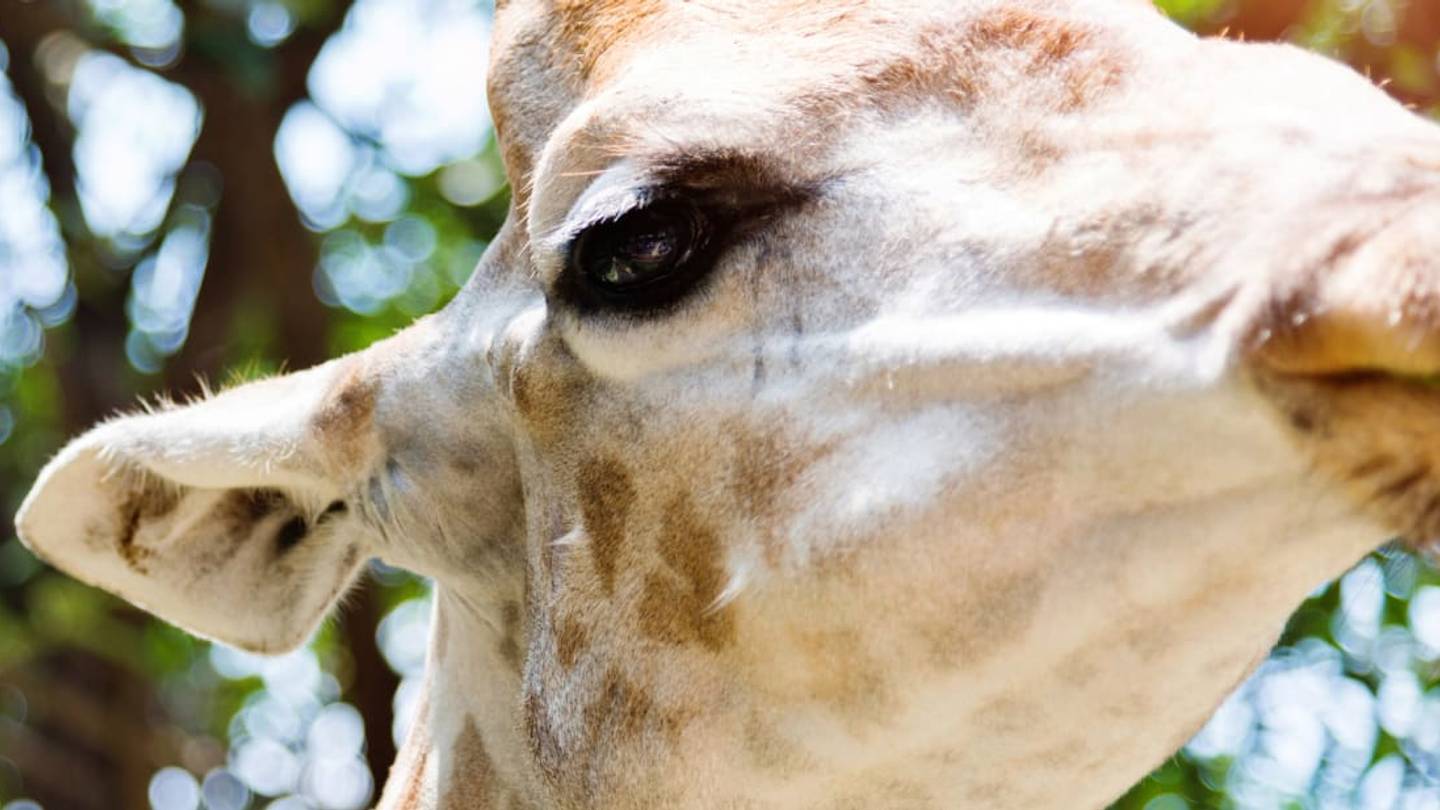 Rare Video Captures a White Giraffe and Her Baby in the Wild