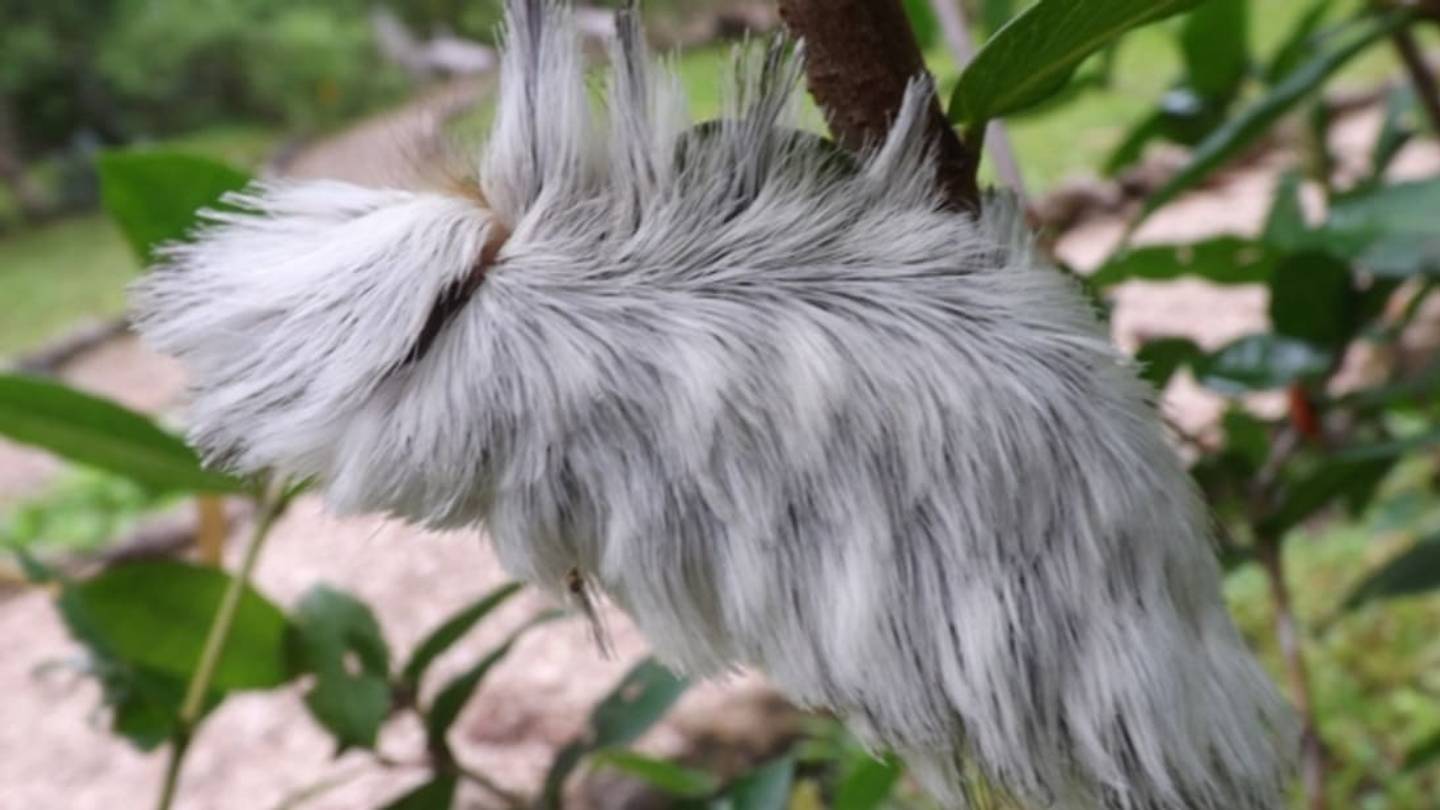 Petting This Cute Caterpillar Could Send You To The Hospital