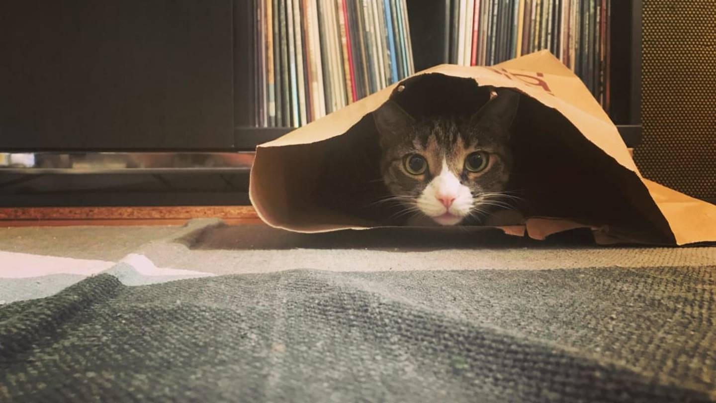 20 Fun Facts About Our Mysterious Feline Friends