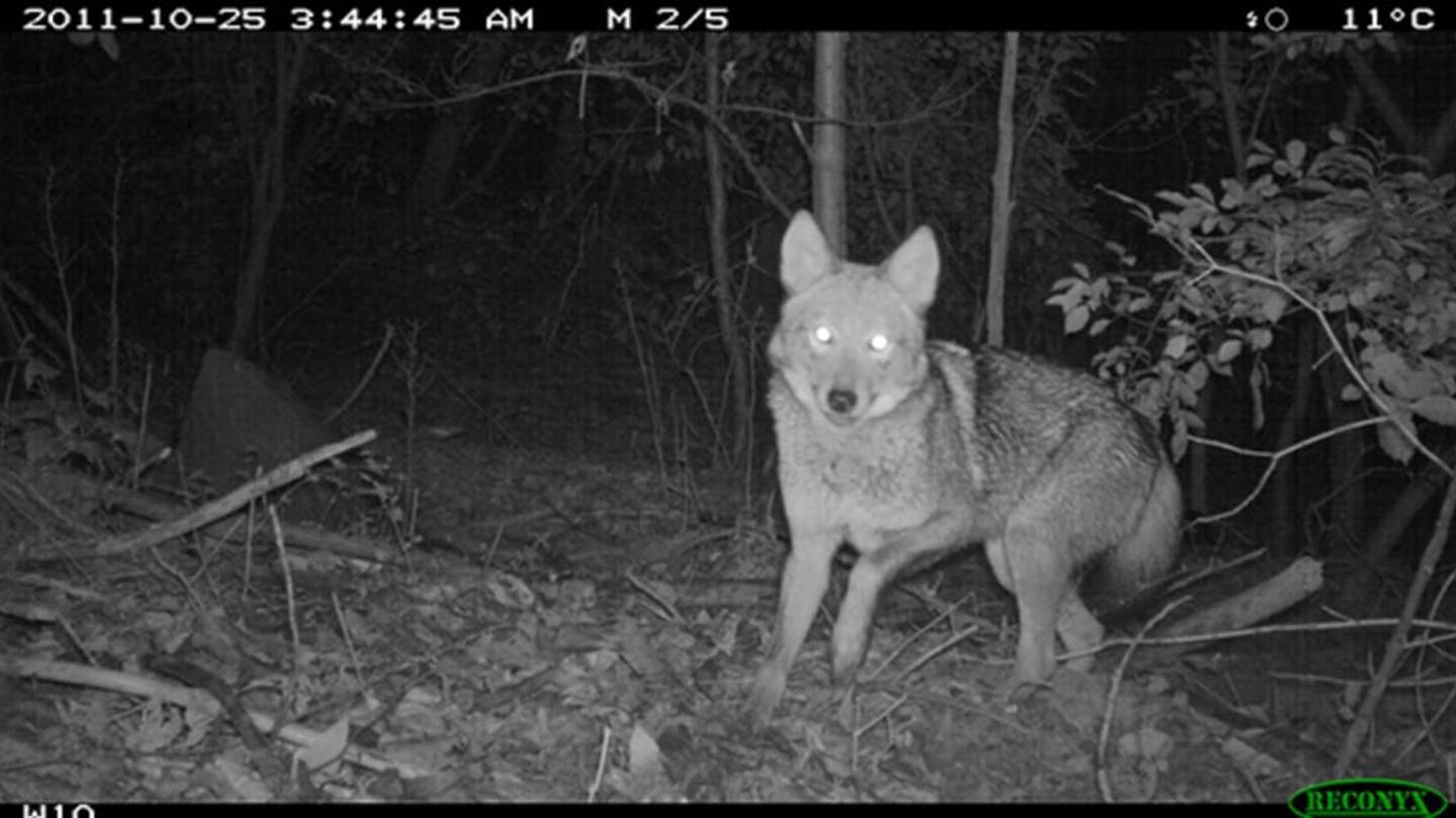 How Scientists Are Using Poop to Study New York City's Coyotes