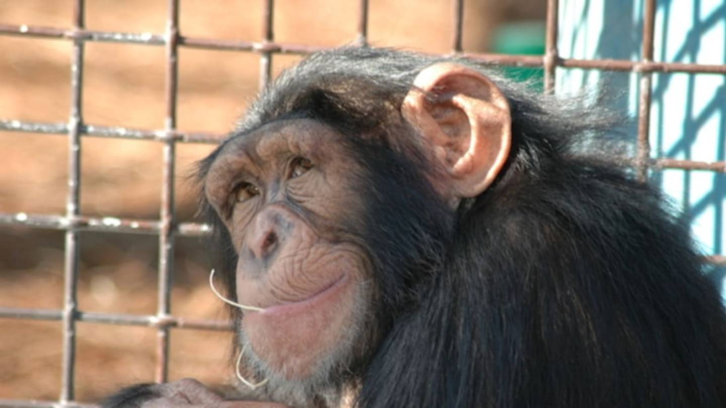 Study Shows Chimps Can Learn to Cook