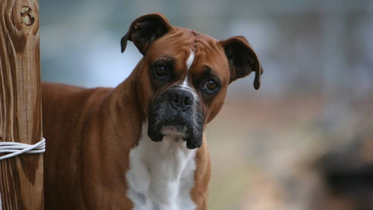 10 Sporty Facts About Boxers