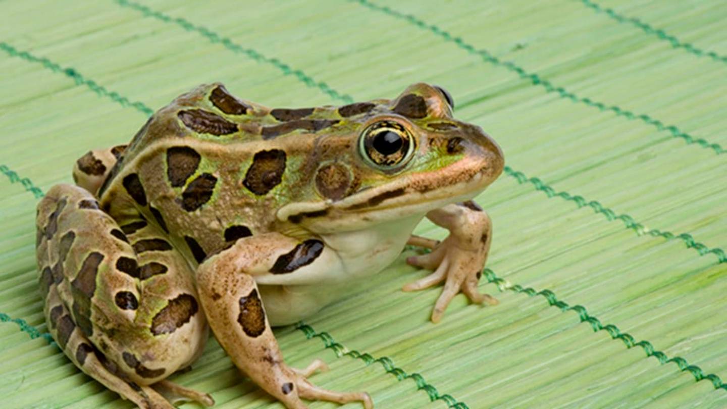 Frogs Eat with Their EyesâLiterally