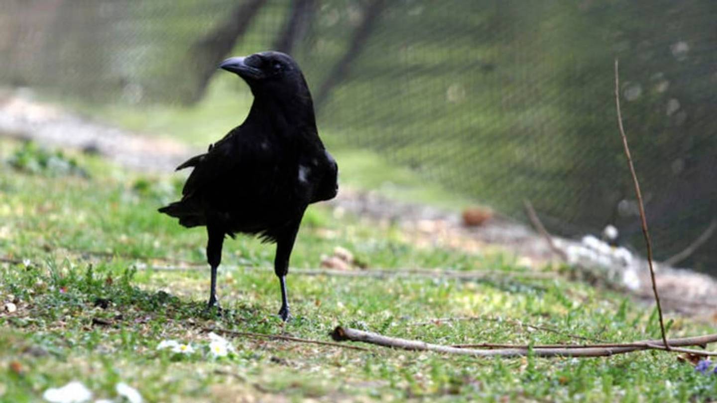 Bending Sticks Into Tools Is Apparently NBD for Crows