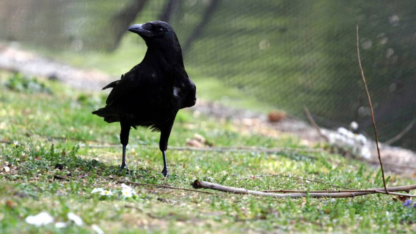 Crows Take Care of Their Tools