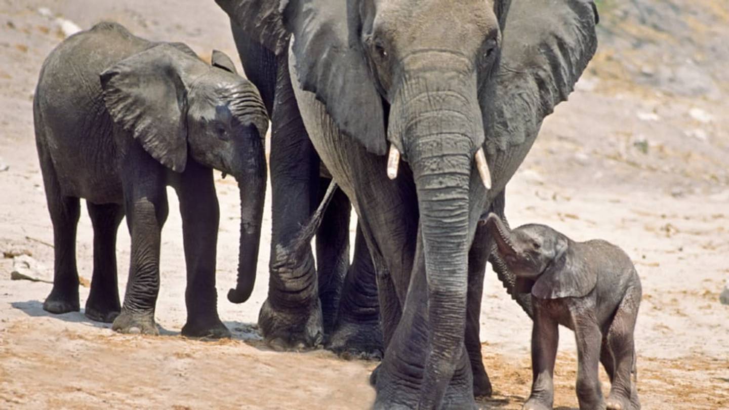 When Poachers Kill Their Mothers, Elephant Daughters Hold Social Networks Together